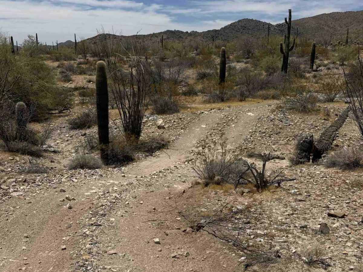 Saguaro Loop  photo 6