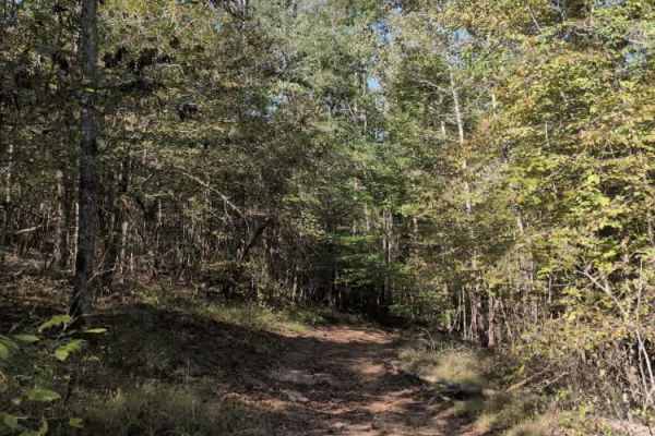 #101 Lower Ridge Line