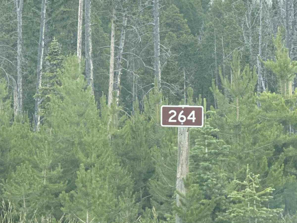 Pine Road - FS 264 photo 3