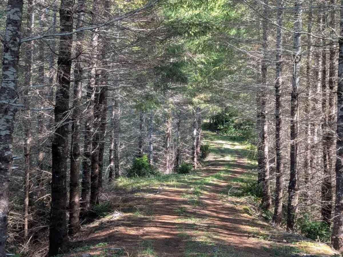 2600 trail photo