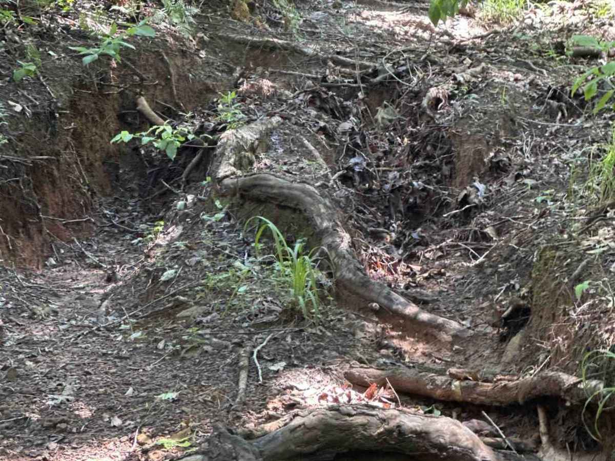 Silt Pond Trail trail photo