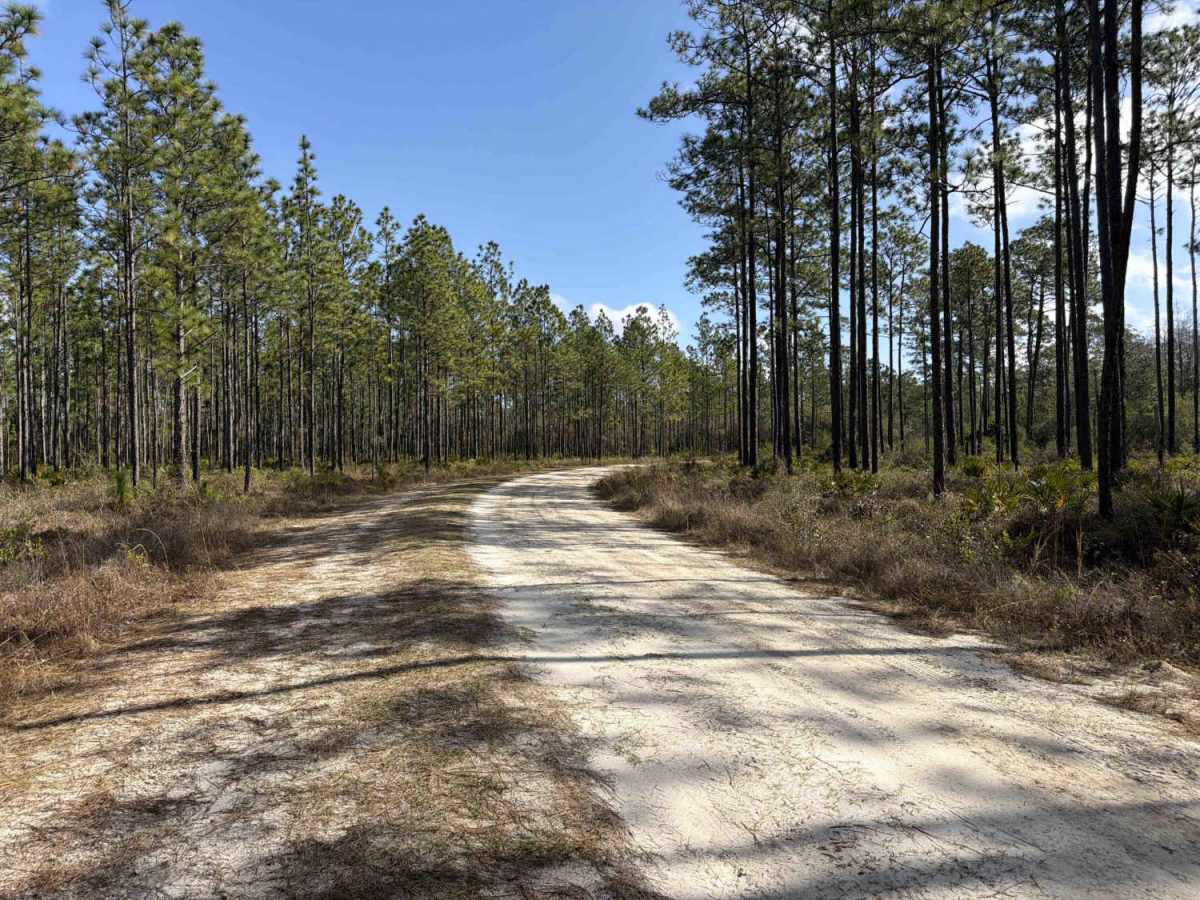 Hutto - FS 376 trail photo