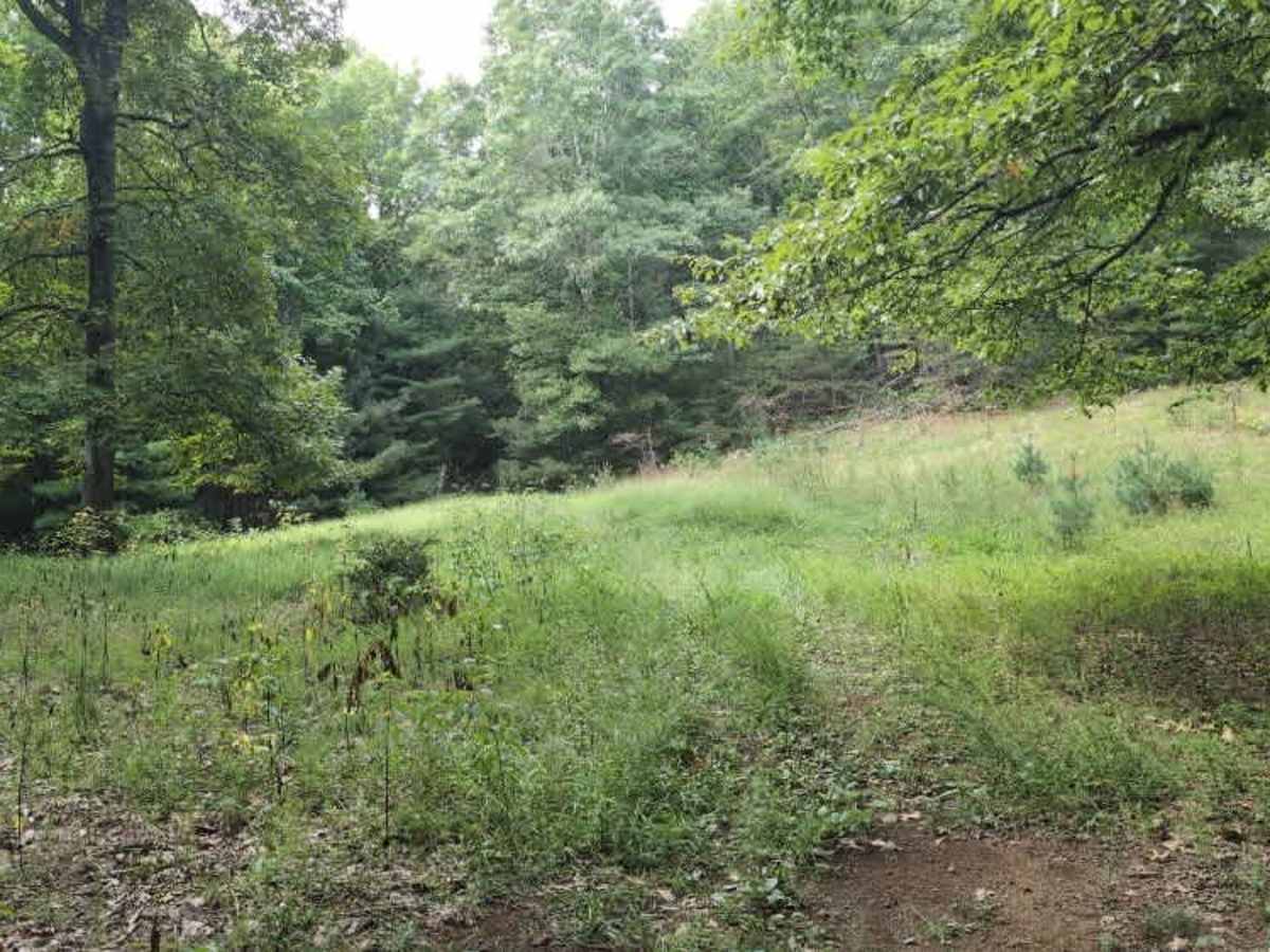 Virginia Highlands Horse Trail Spur D photo 4
