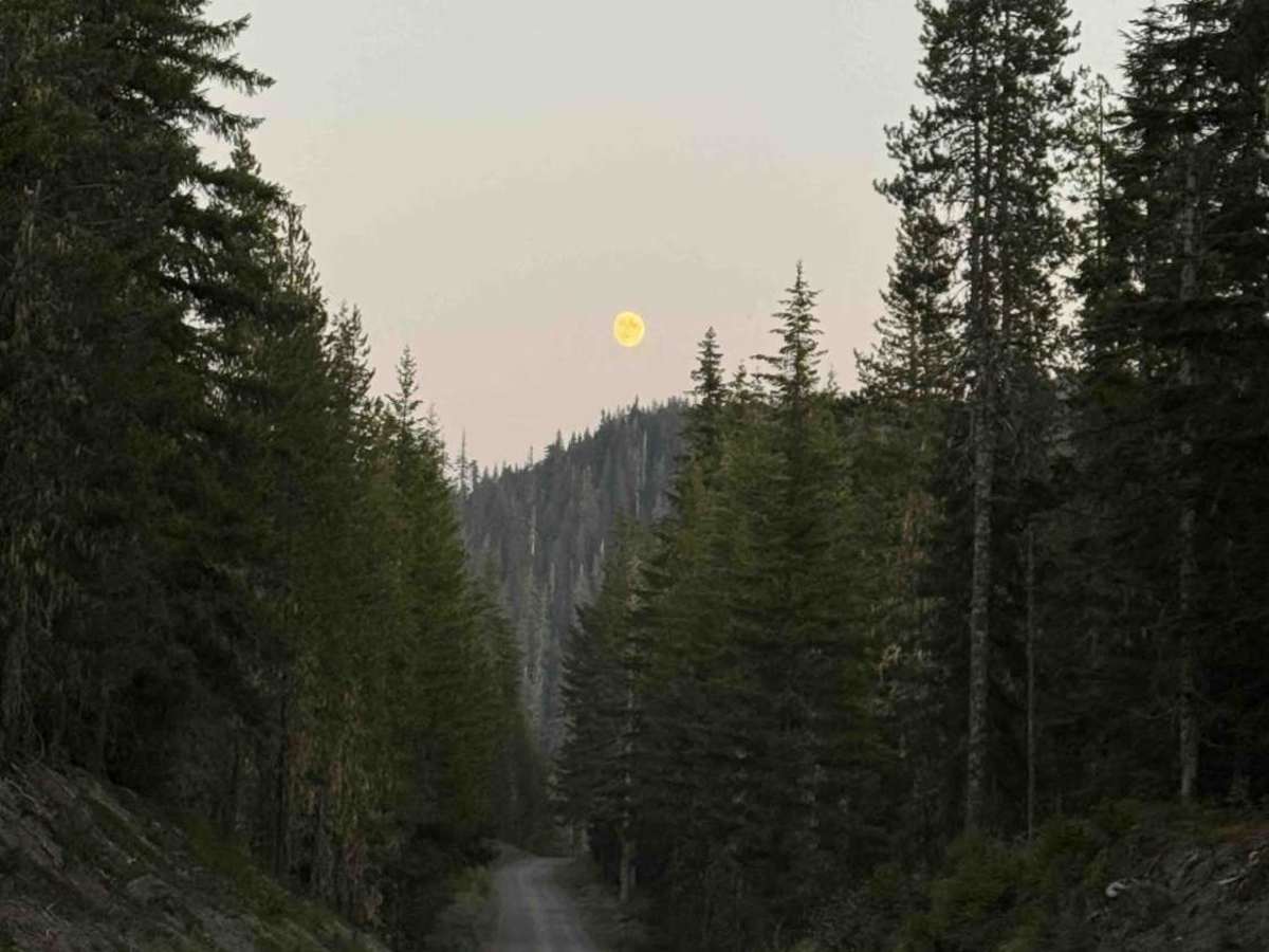 Merrill Lake Road - FS 81 photo 4