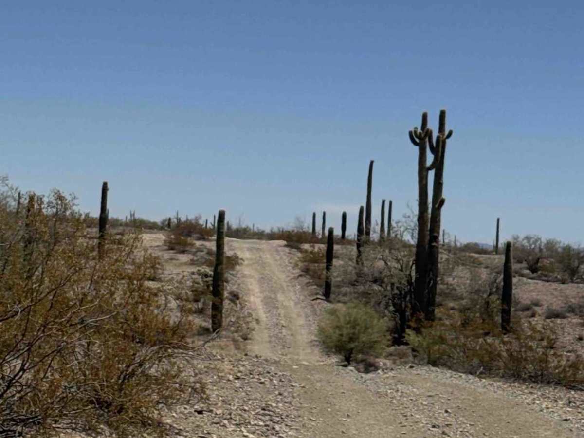 Standing Tall  trail photo