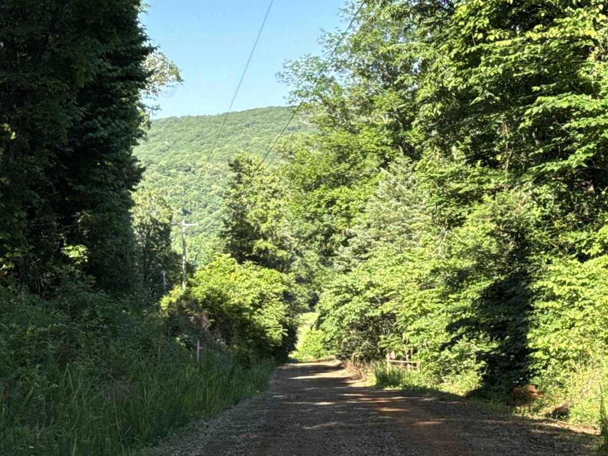 Cove Creek Road trail photo