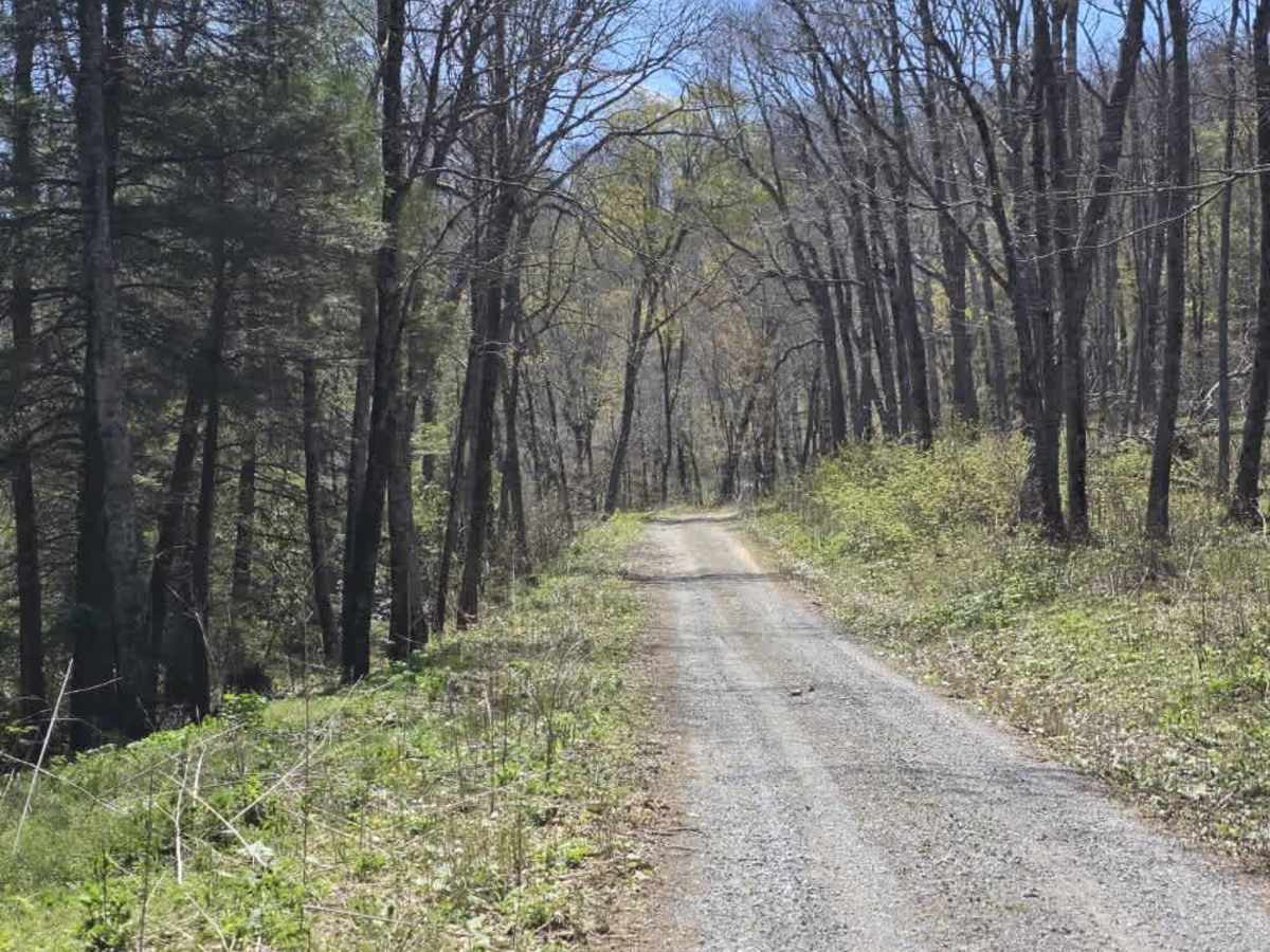 Holston Mountain Trail photo 2