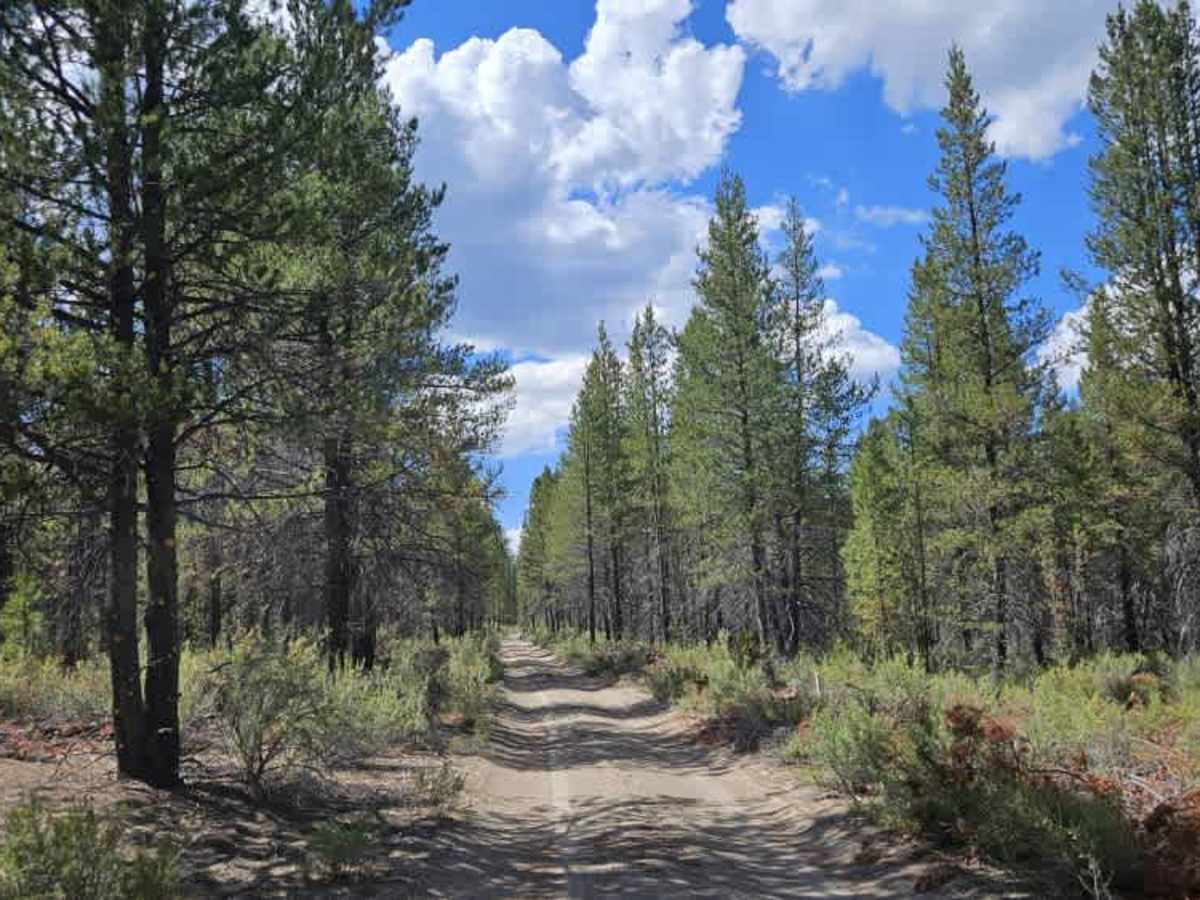FS 4983000 trail photo