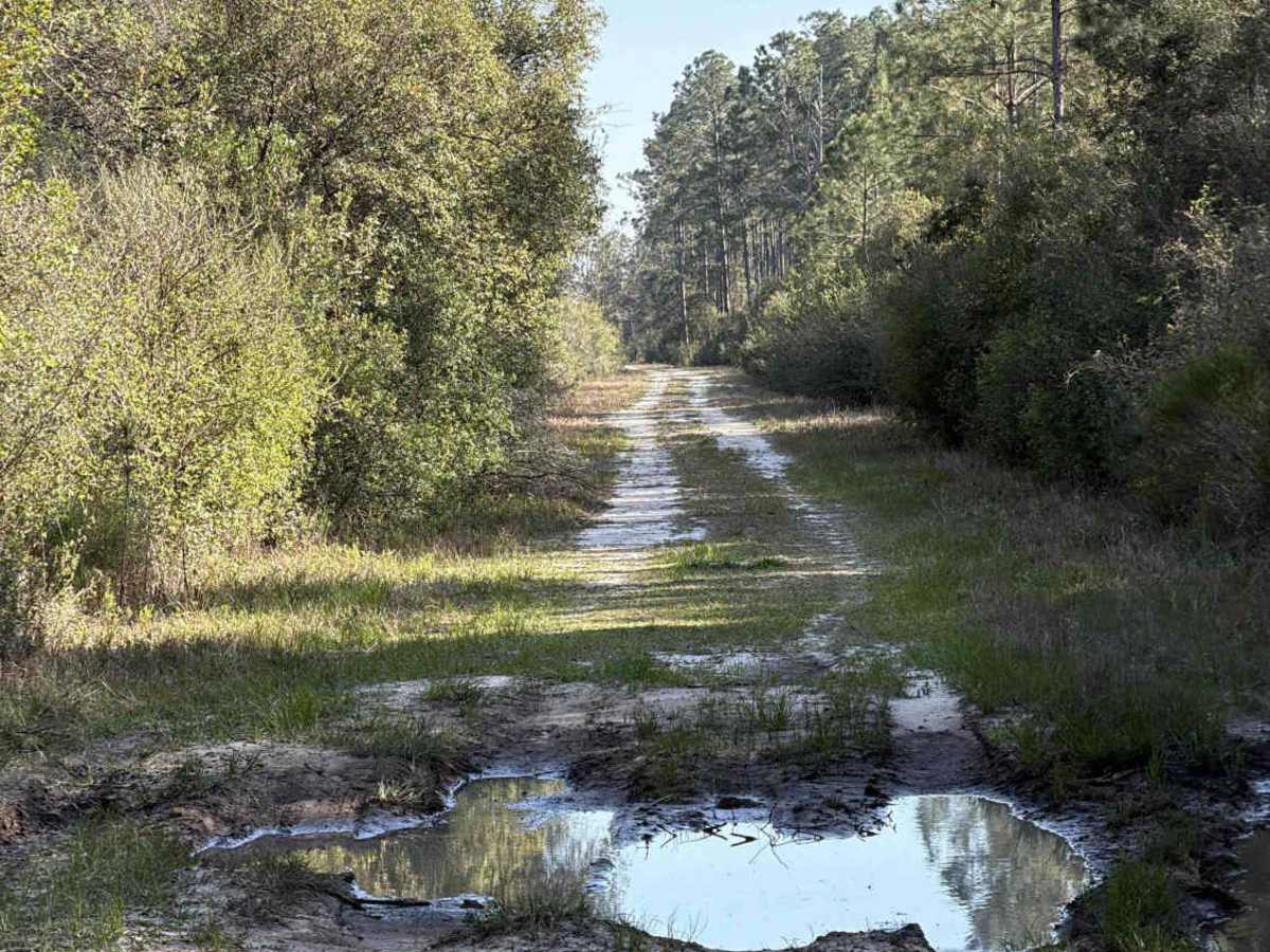SFR 203 trail photo