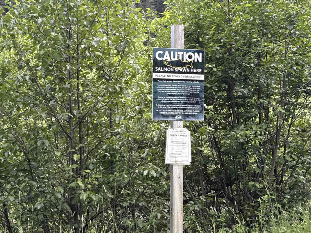 Bowron FSR (Haggle Creek) photo 6