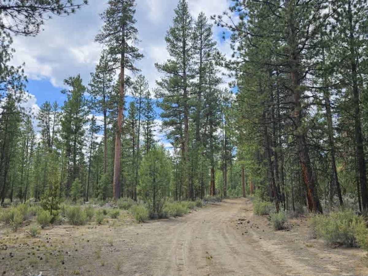 FS 4990740 trail photo