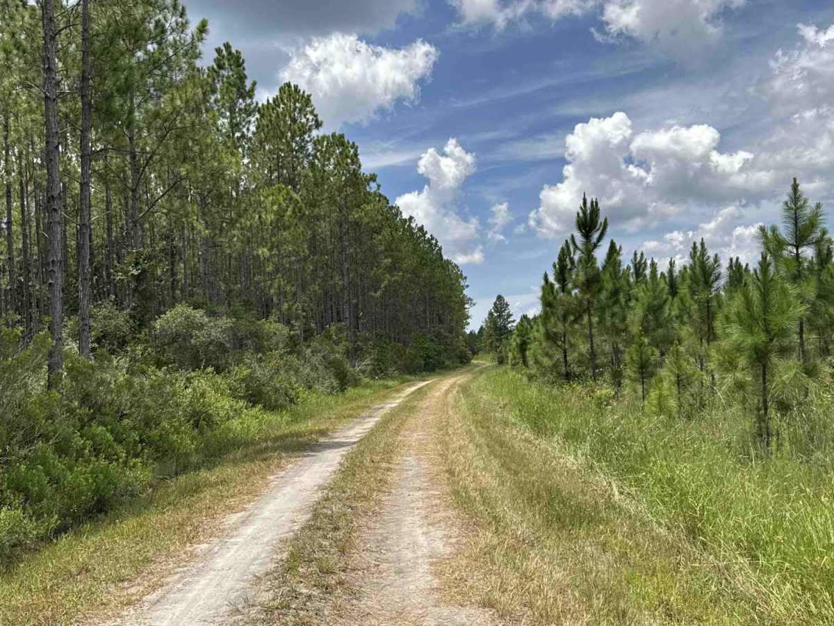 Bear Island Road photo 5