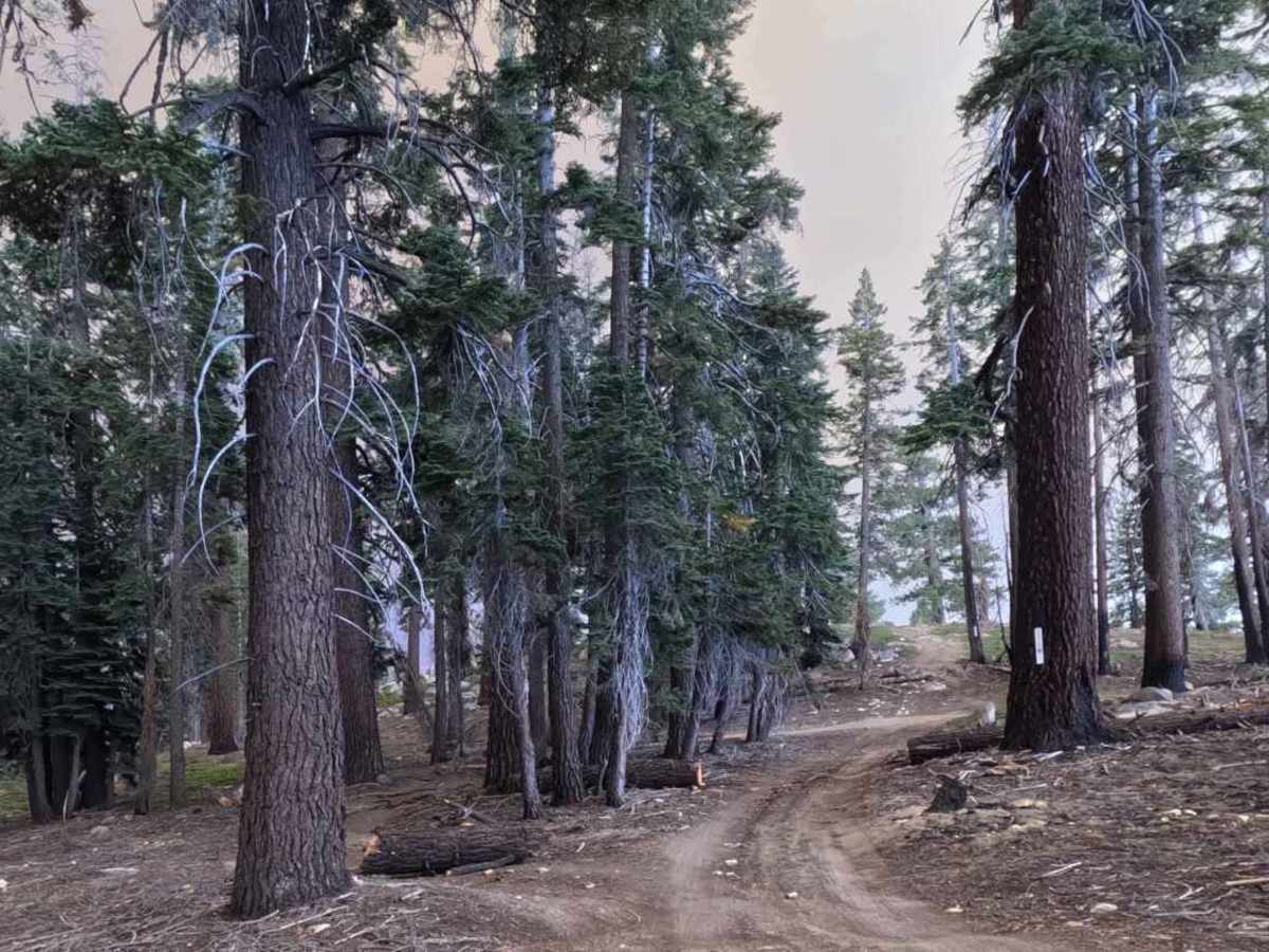 Redpole Loop - FS 26E334 photo 3
