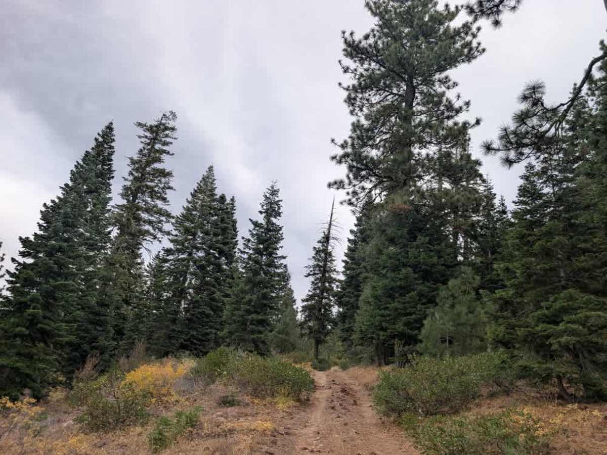FS 24N53Y trail photo