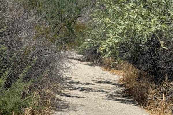 Creosote Corridor 