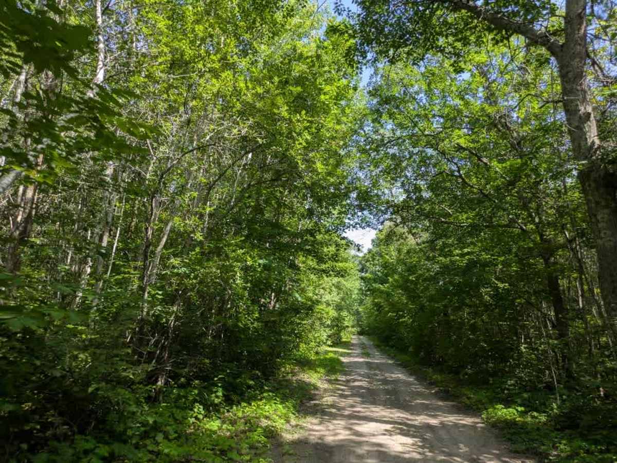 Forest Road 3448 photo 6