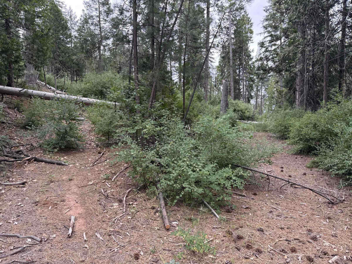 FS 2N06 trail photo