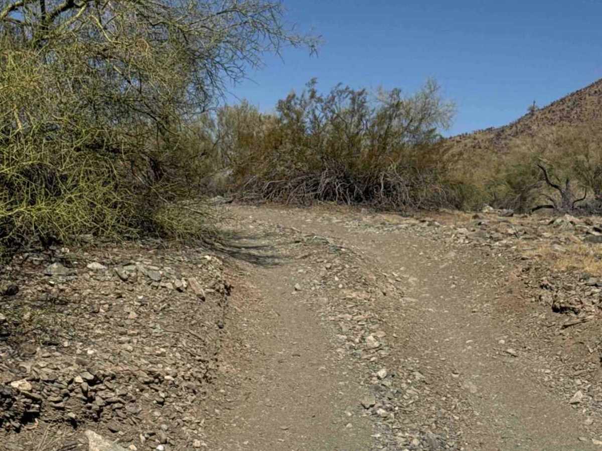 Cholla Ridge  trail photo
