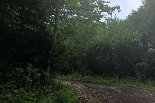 Camp Creek Bald