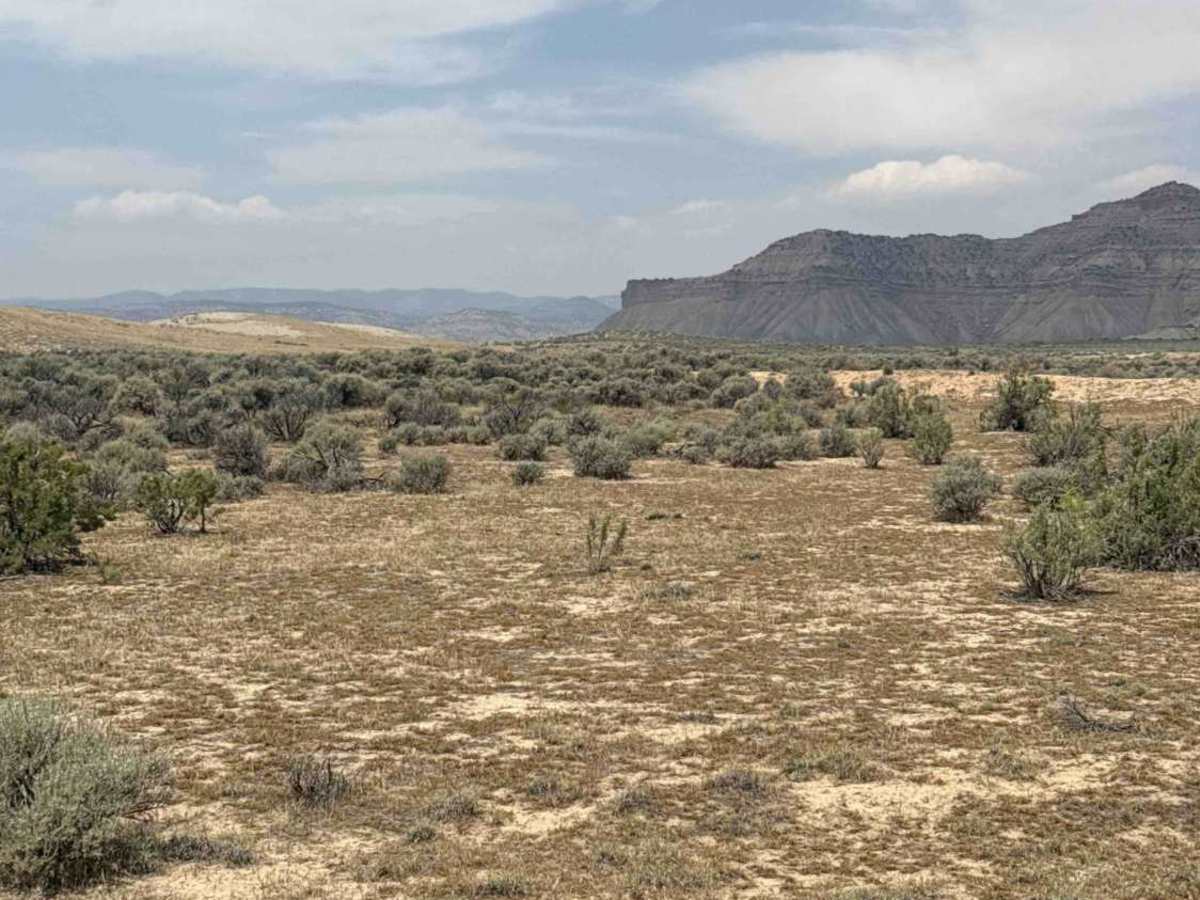 BLM 117 photo 5