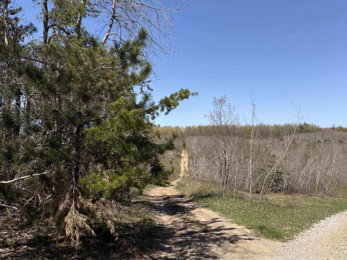 White trail photo