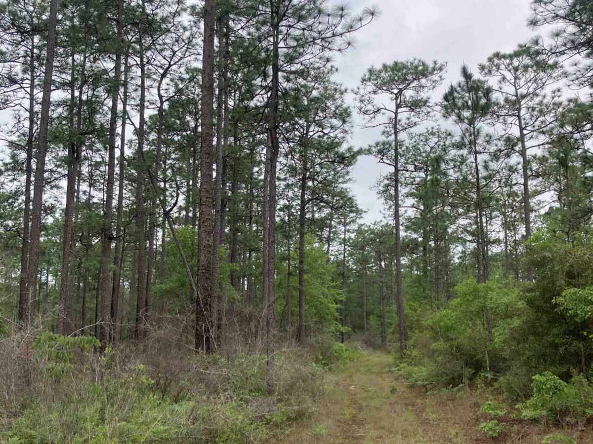 Upper C34  trail photo