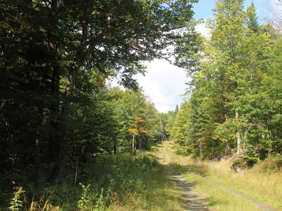 Roaring Brook Trail photo 4