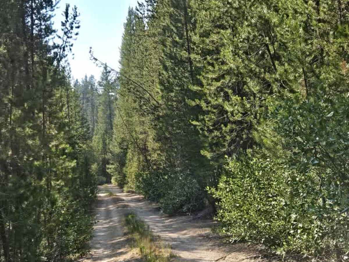 FS 8819000  trail photo