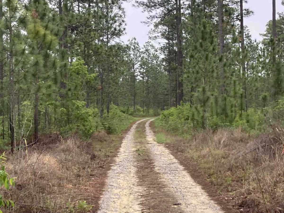 C41 trail photo