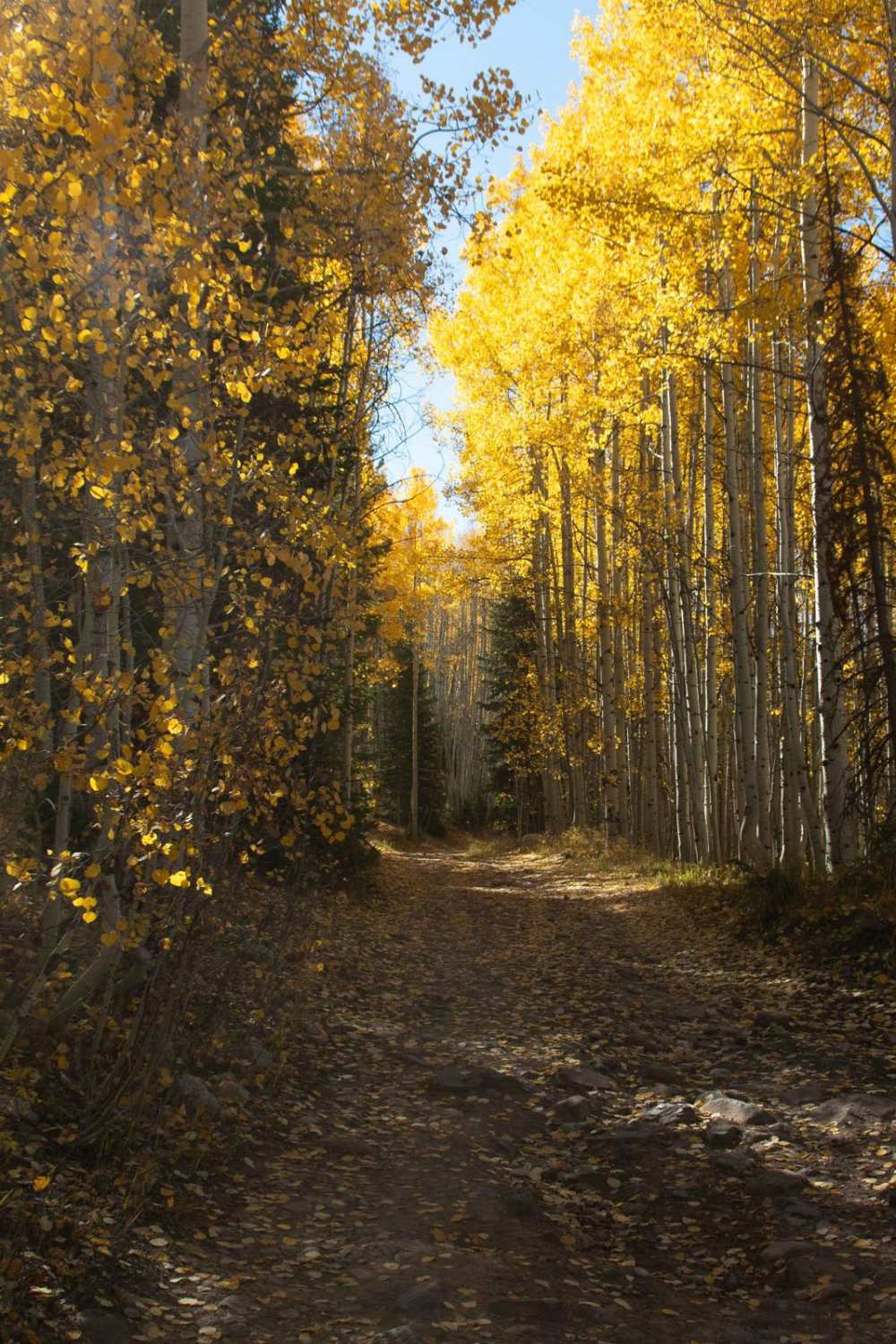 Lambert Hollow