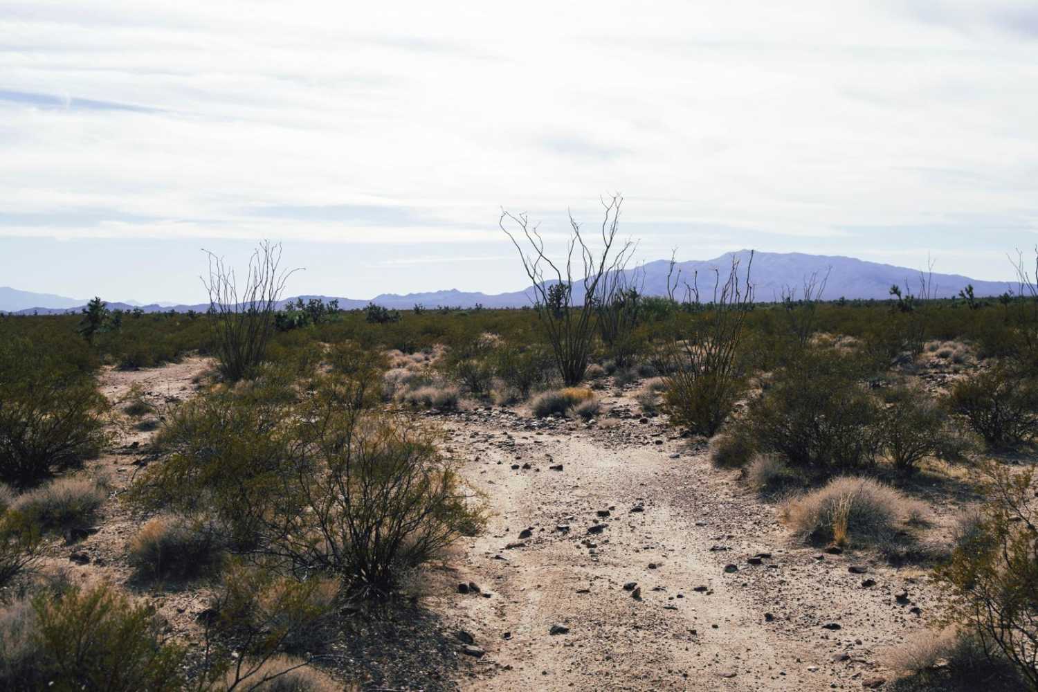 Black Mountain Camp