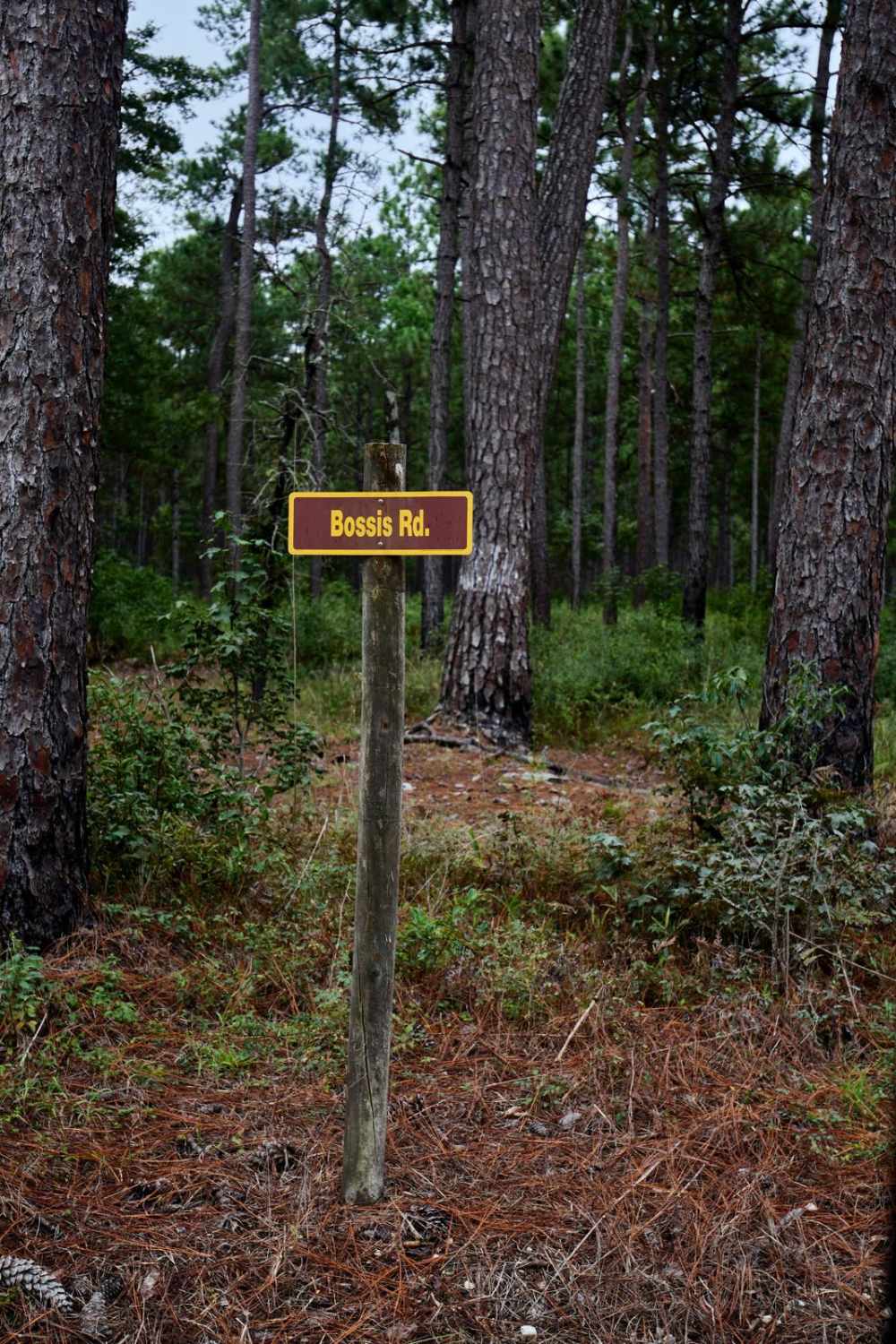 Bonneau Ferry WMA - Perimeter Loop B