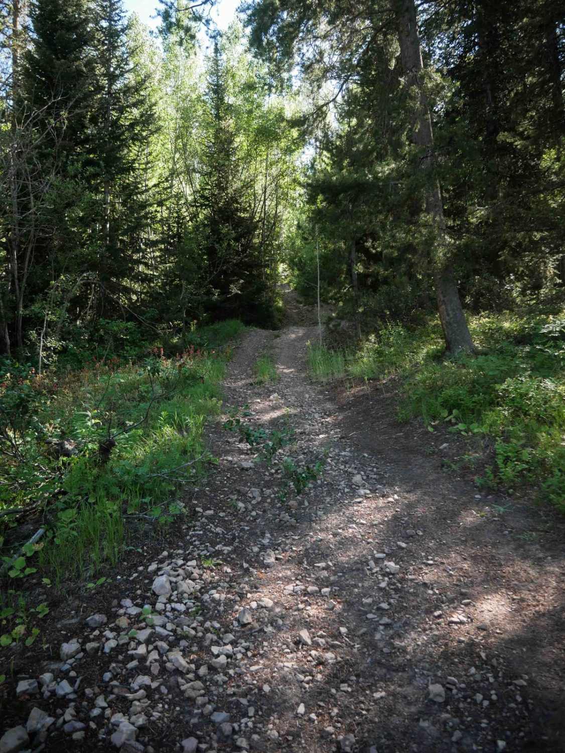 Pritchert Springs West #5213 