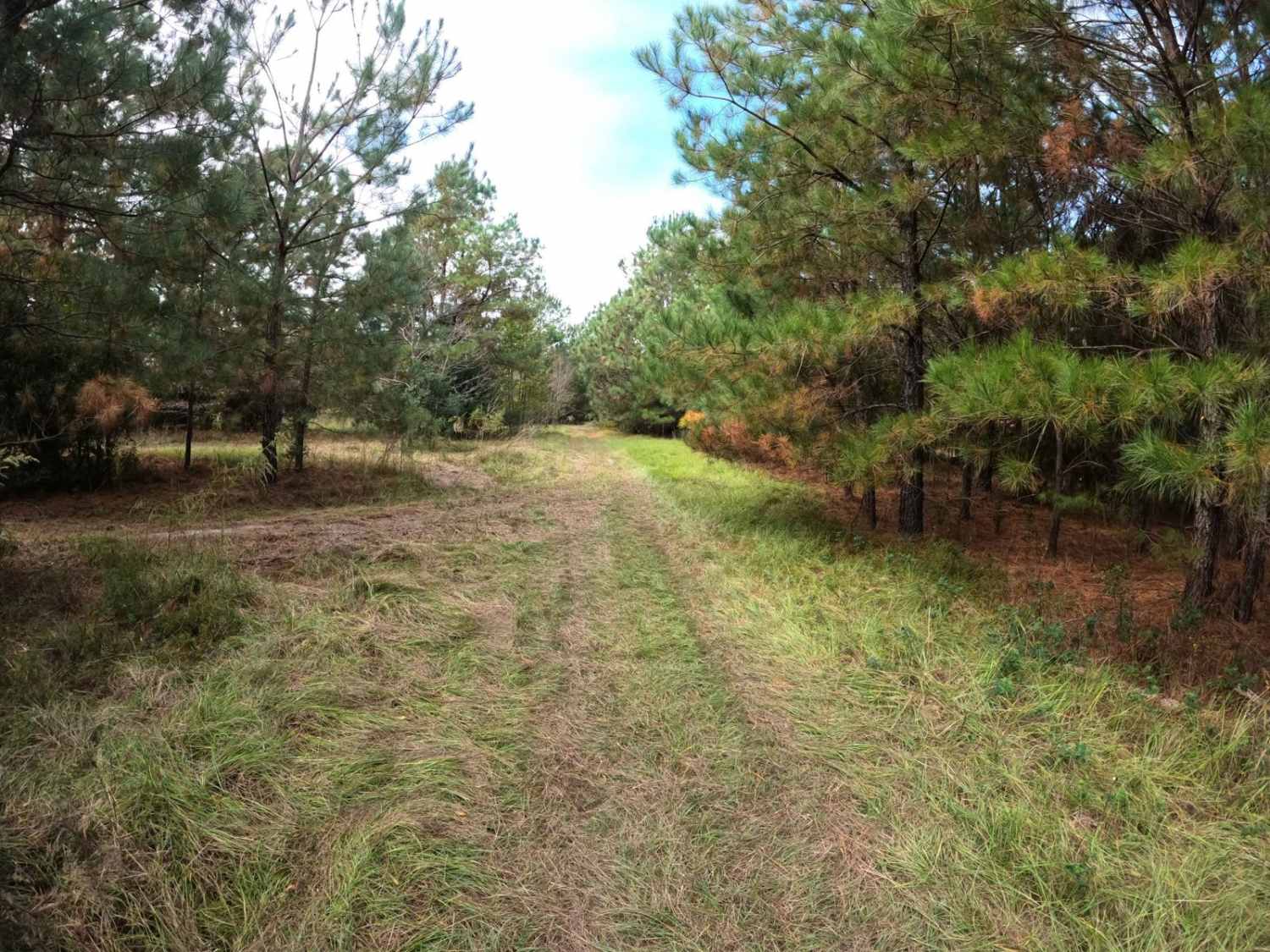 Strickland Drive