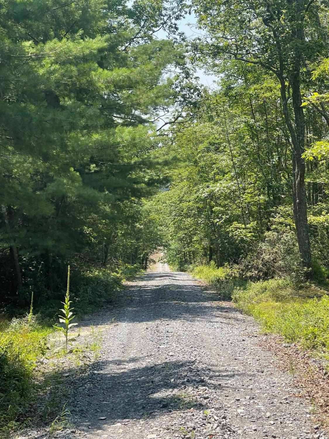 Zink Fork Road
