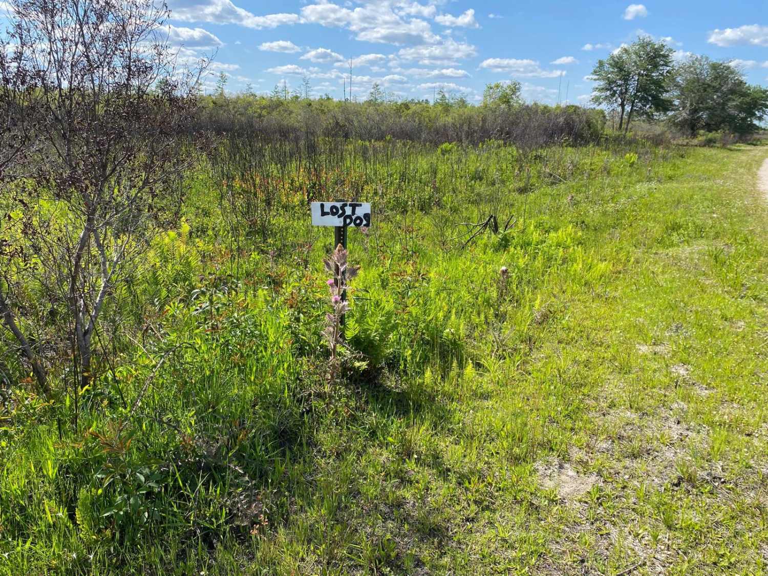 Lost Dog Road