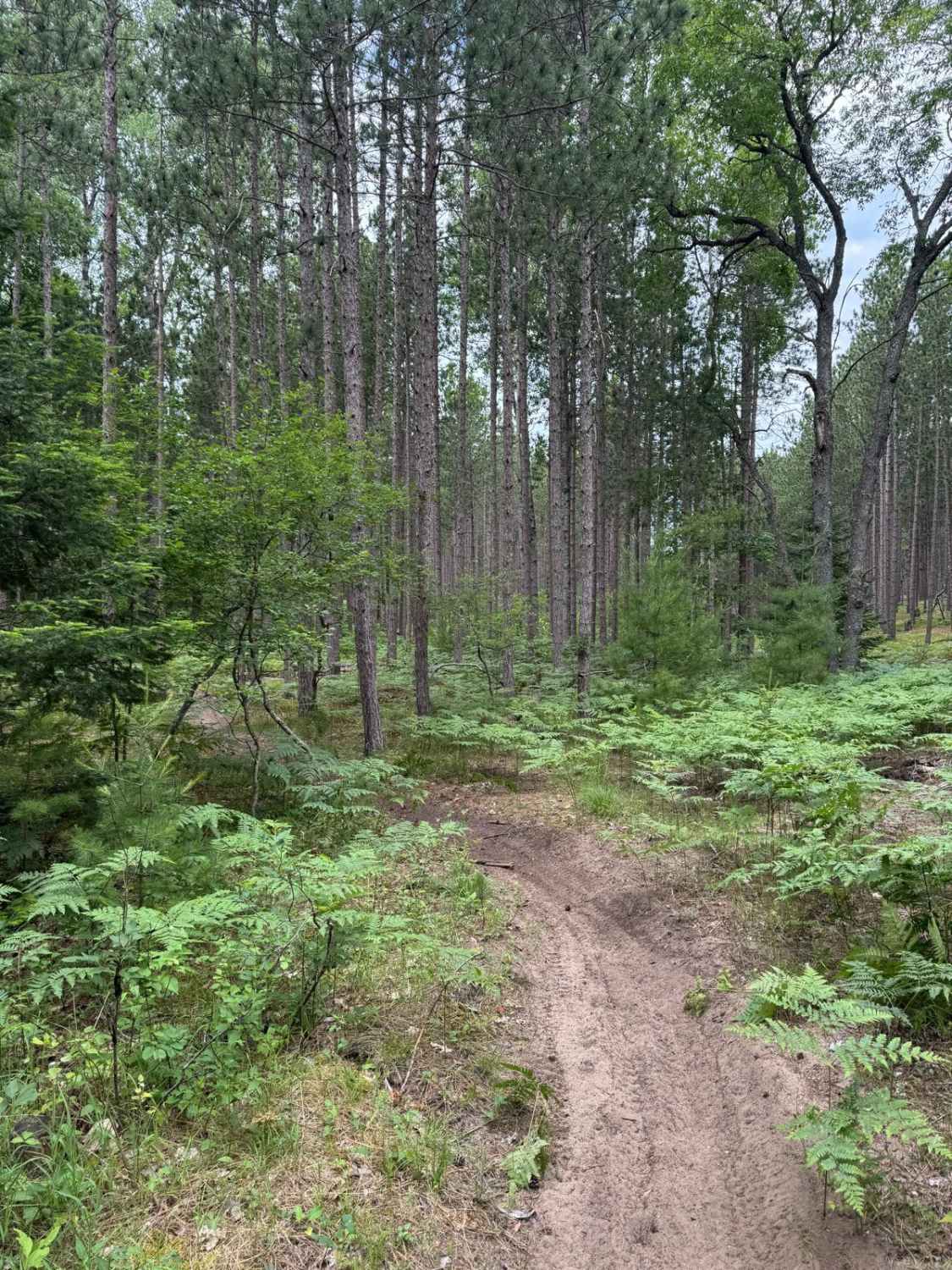 North Missaukee Singletrack Spur