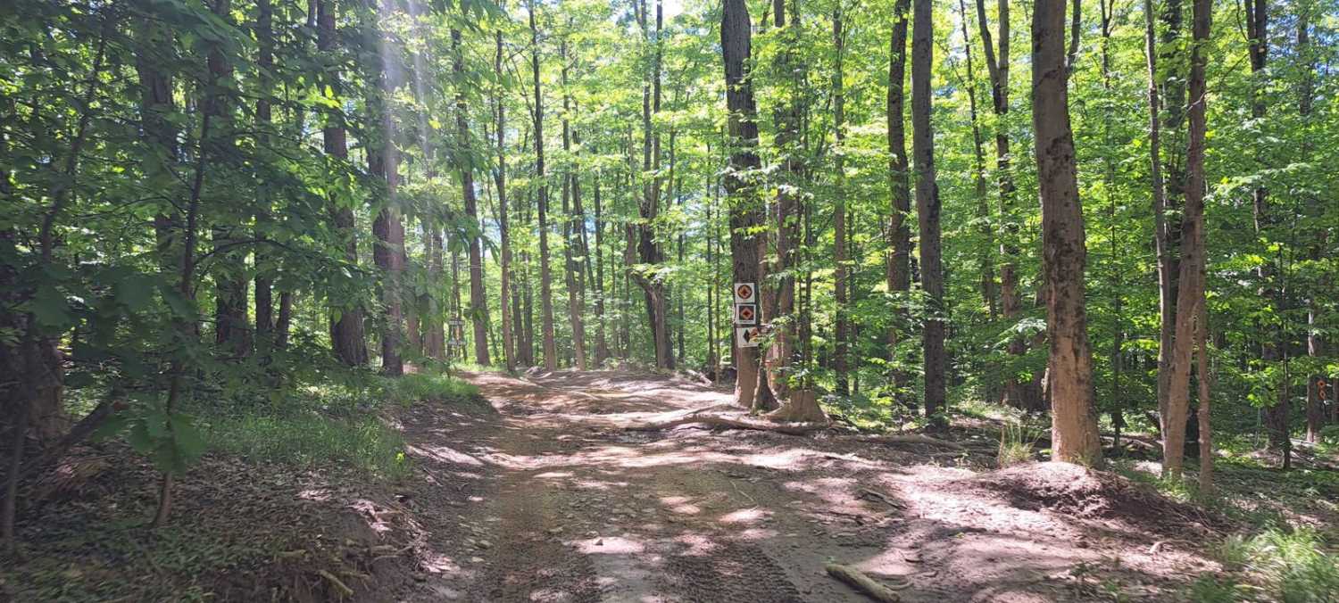 Red Pine Path