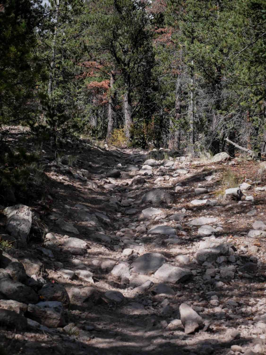 West Bear 932 