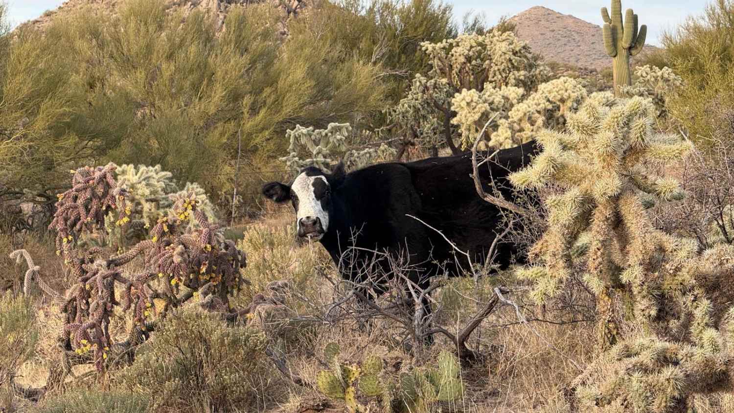 Good Enough For The Cows