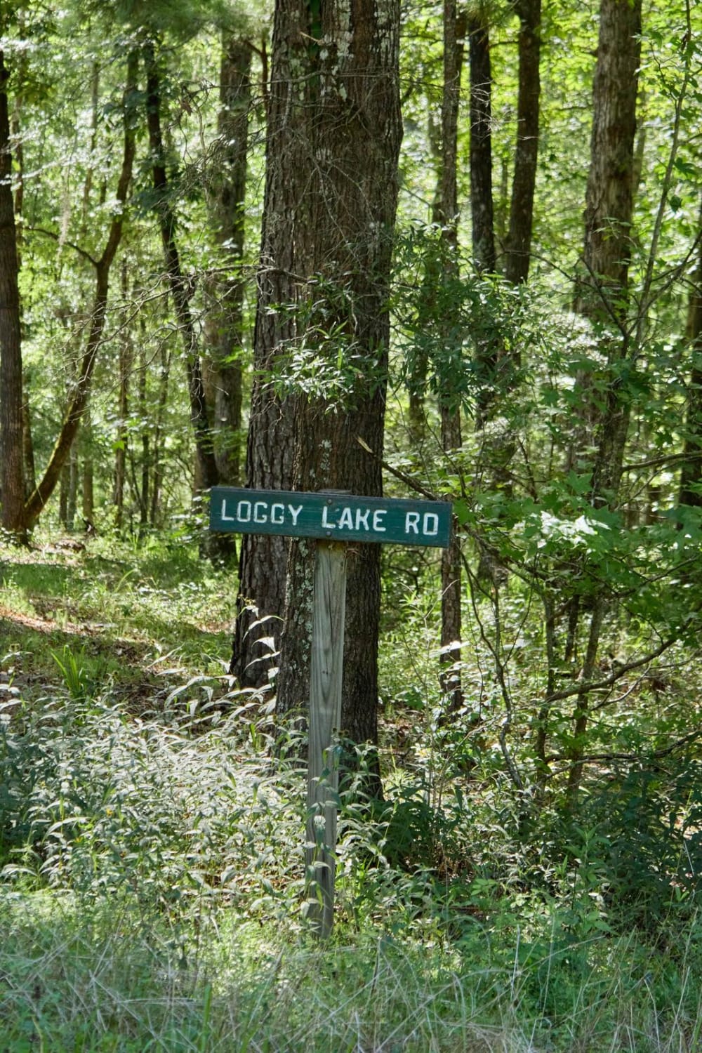Loggy Lake Road