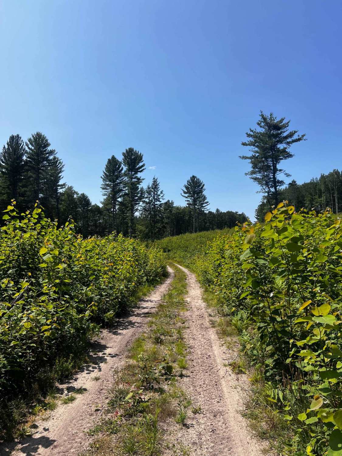 Swamp Tree Trail