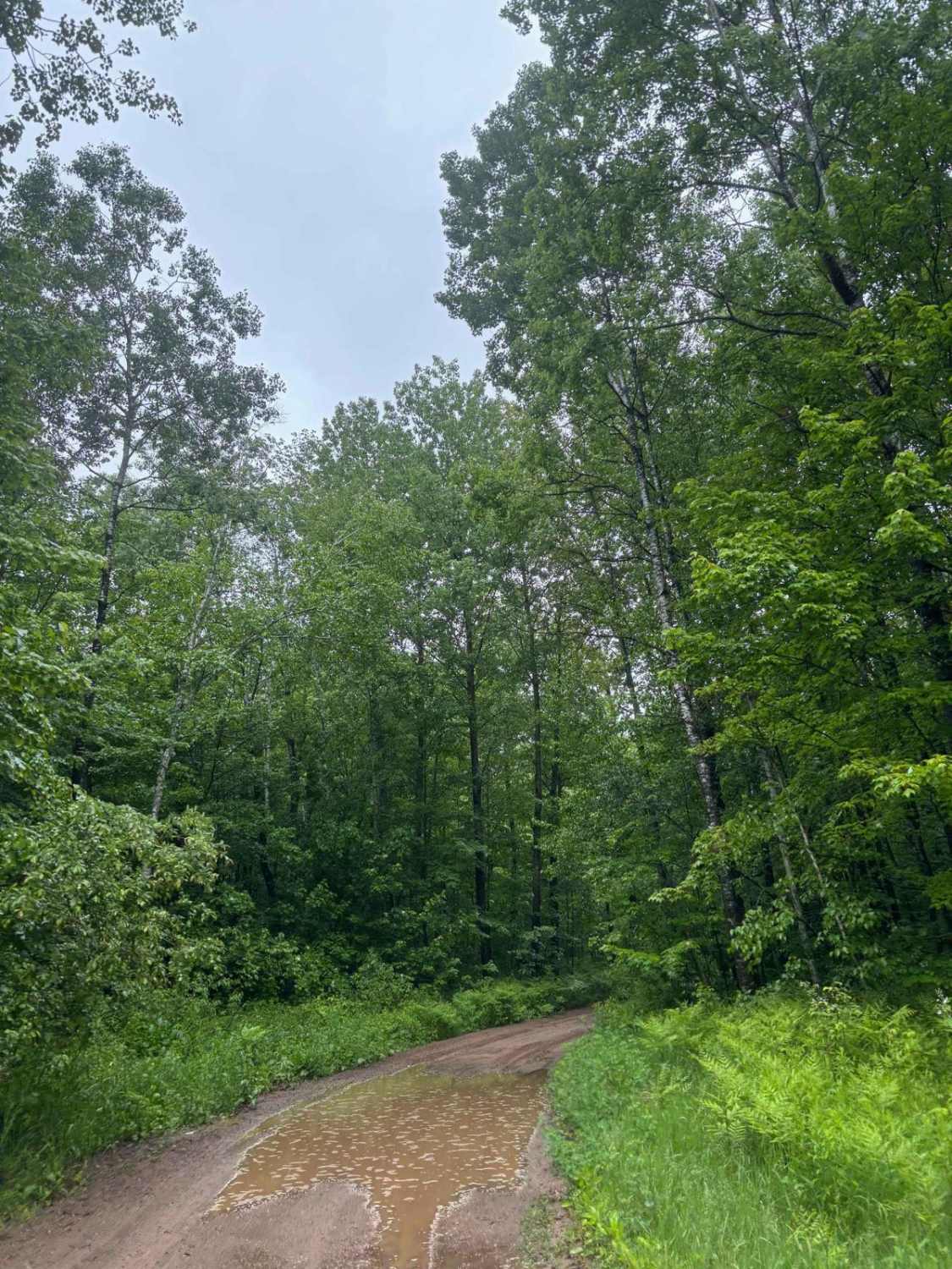 Forest Road 2329