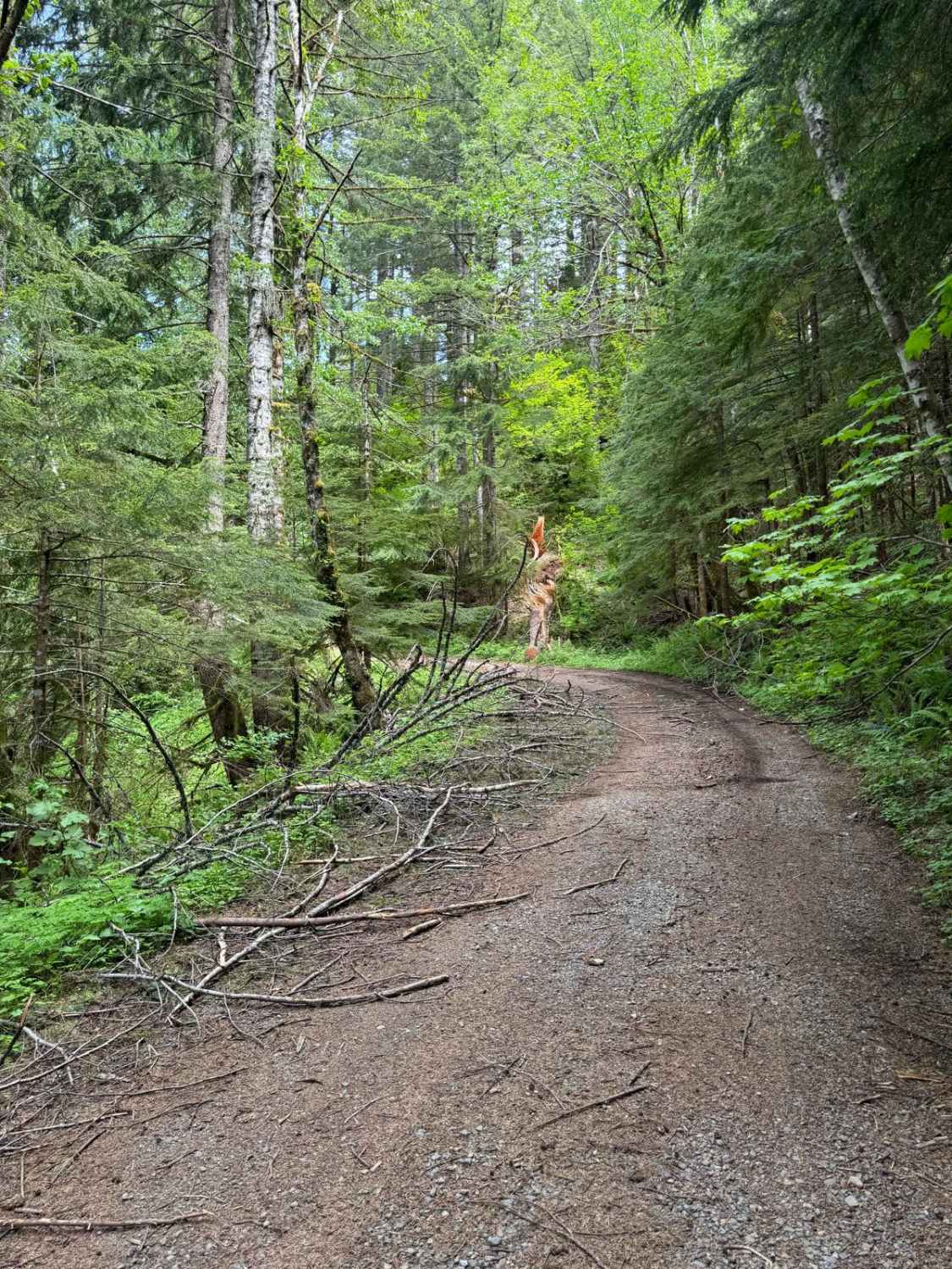 4104504 - Deep Woods Adventure