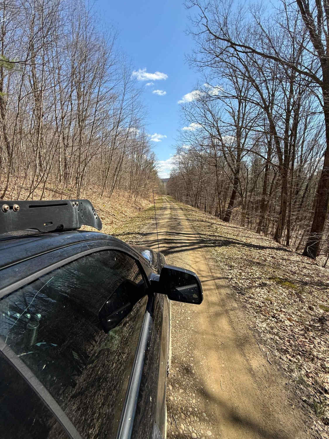 Vandermark Bird Forest Road