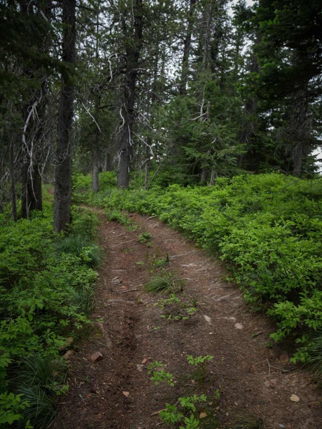 St Joe Divide NRT ATV