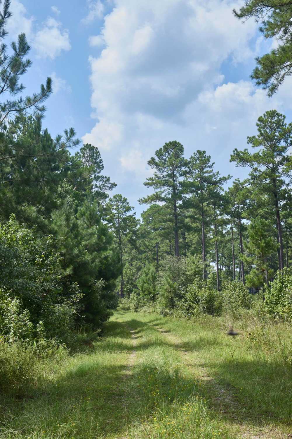 Quail Road