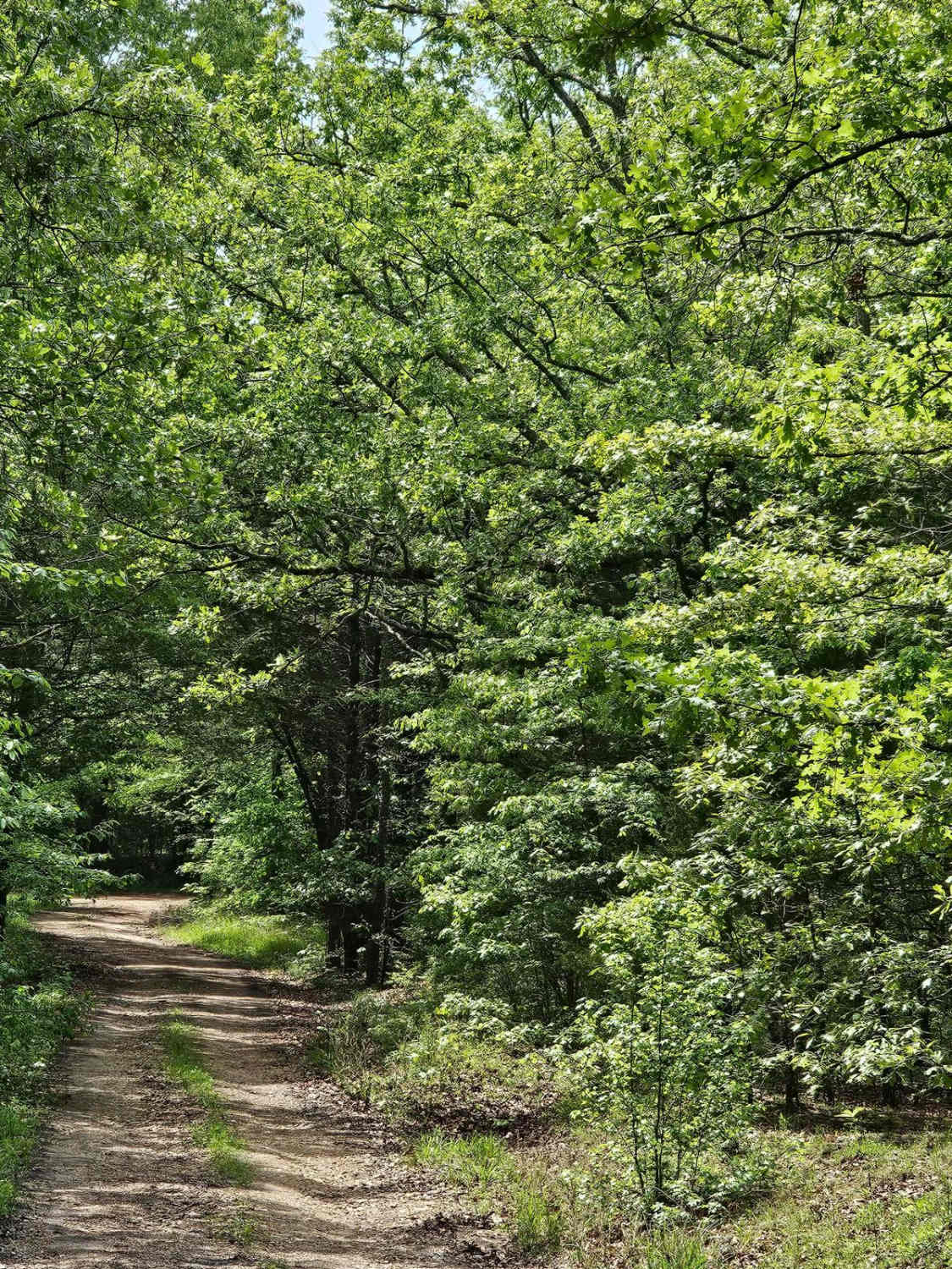 Forest Service Road 401