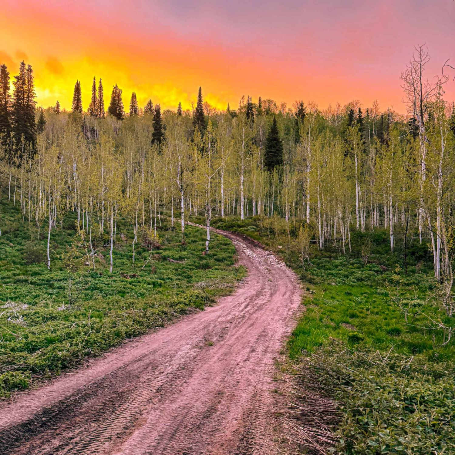 Rattlesnake Hill