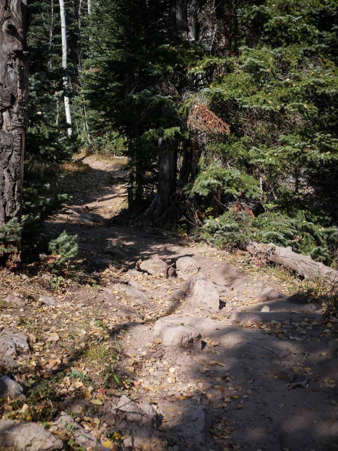 Forest Fence